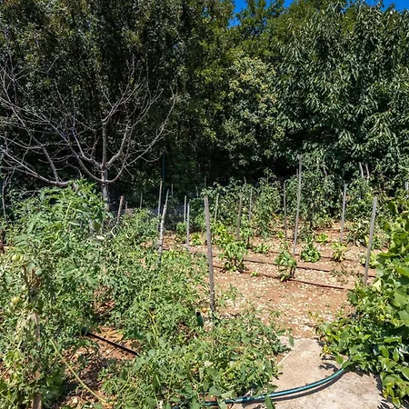 Tatil Evi Amazing In